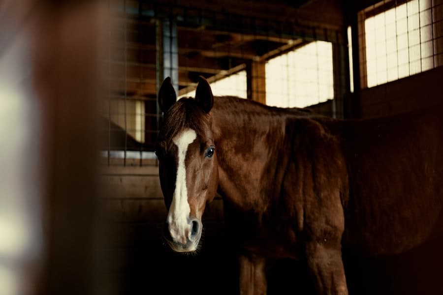 Pferd im Stall eines Reitvereins